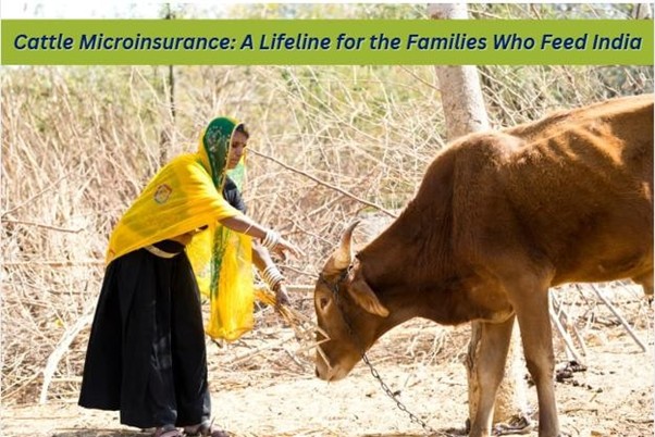 Cattle Microinsurance: 94% of India’s Cattle Are Uninsured: The Hidden Risk Threatening Rural Families   
                          